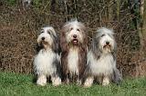 BEARDED COLLIE 360